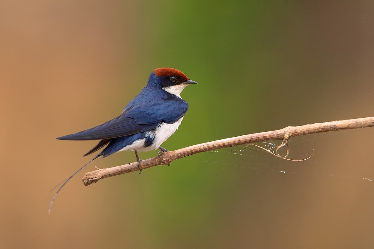 Wire-tailed Swallow - ML285668961