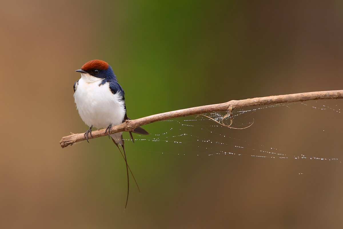 Wire-tailed Swallow - ML285668971