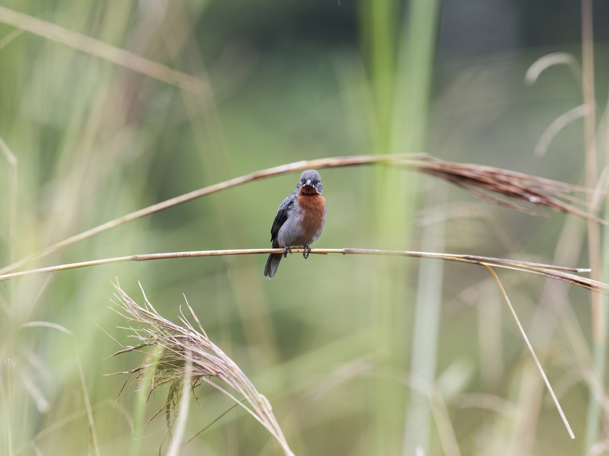 Chestnut-bellied Seedeater - Nick Athanas