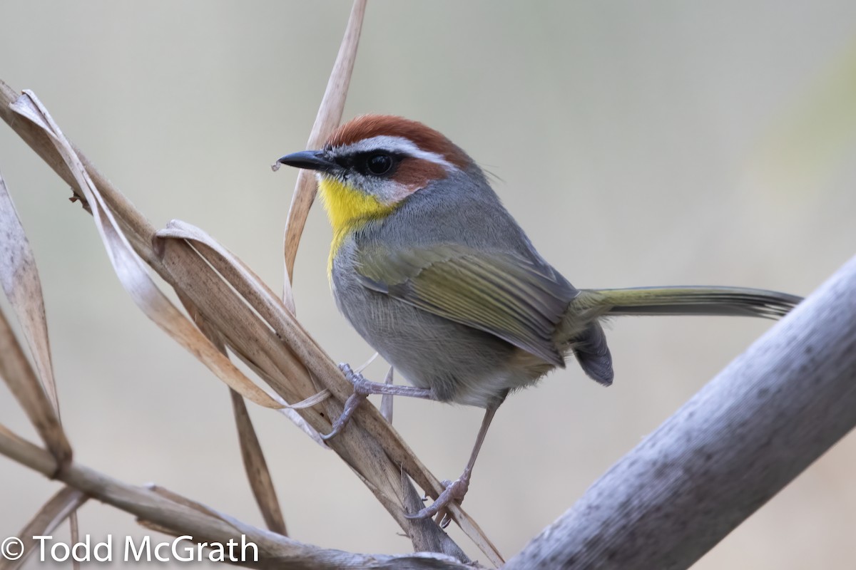 Rufous-capped Warbler - Todd McGrath