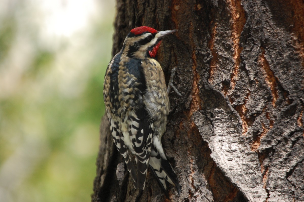 Yellow-bellied Sapsucker - Amy Simmons