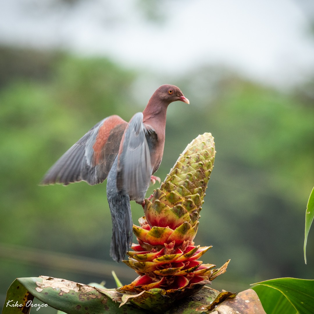 Red-billed Pigeon - José Orozco