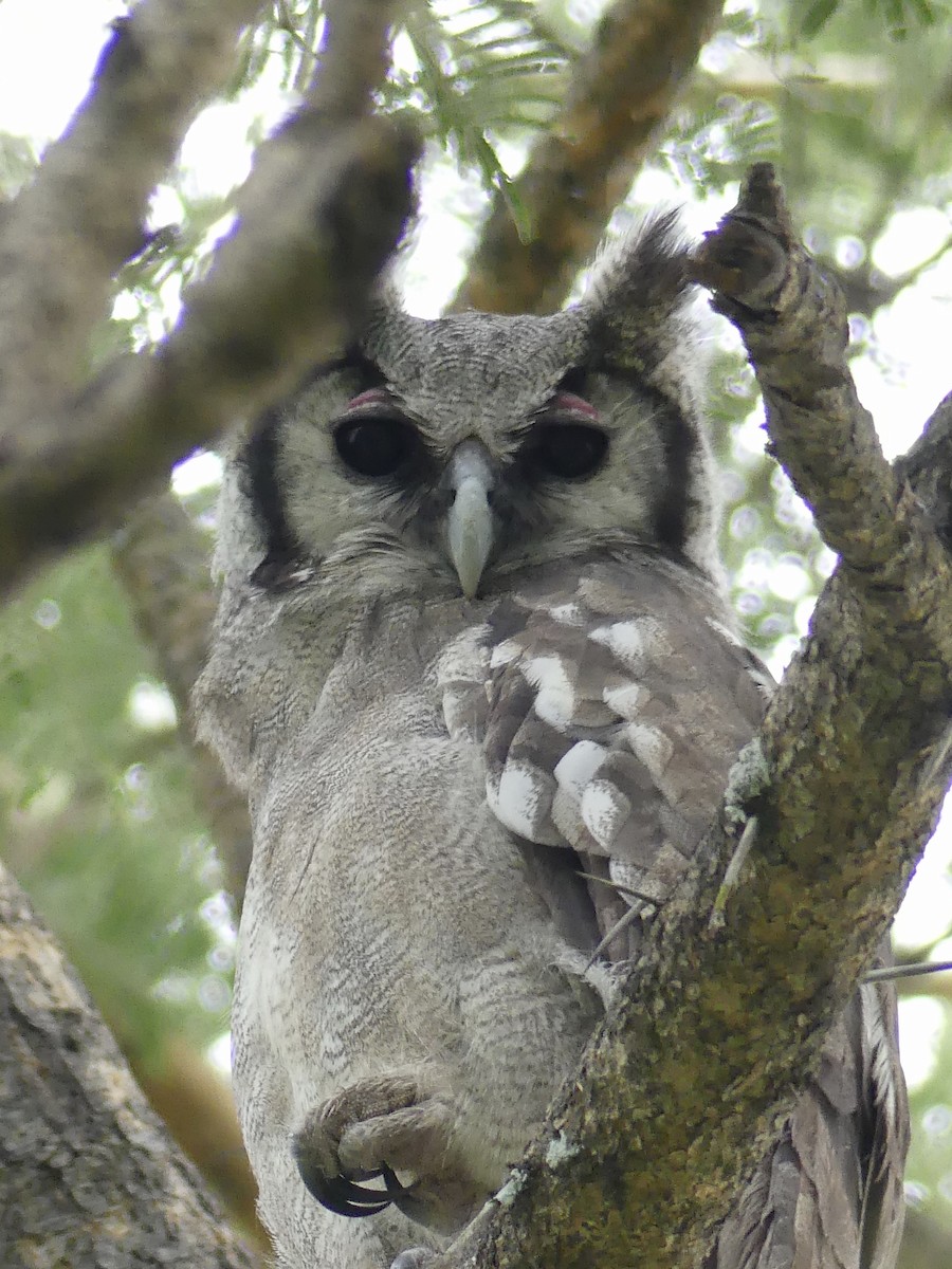 Verreaux's Eagle-Owl - Maggie Geer