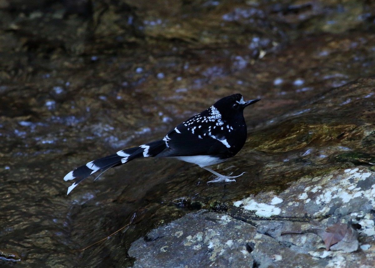 Spotted Forktail - Cheng Qian