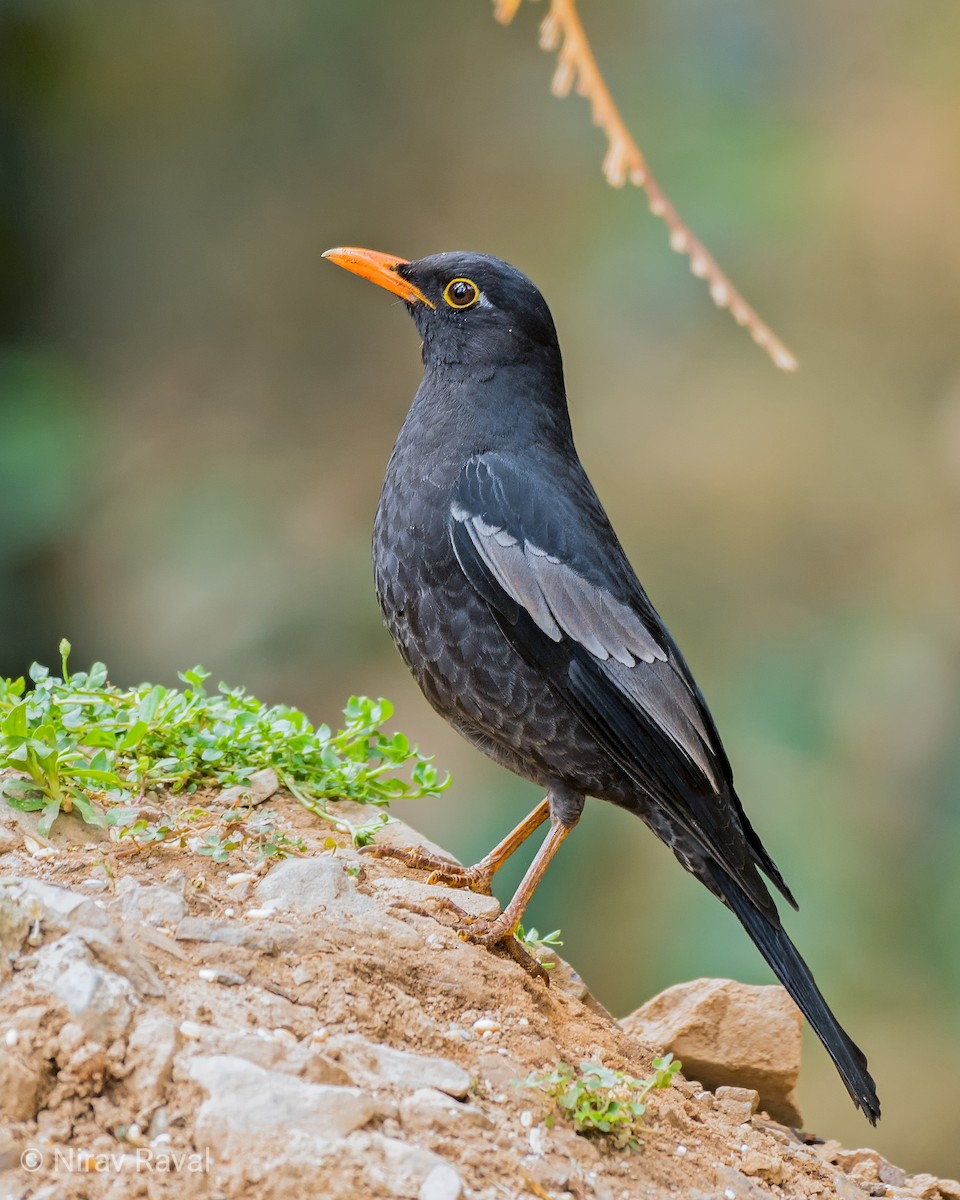 Gray-winged Blackbird - Nirav Raval