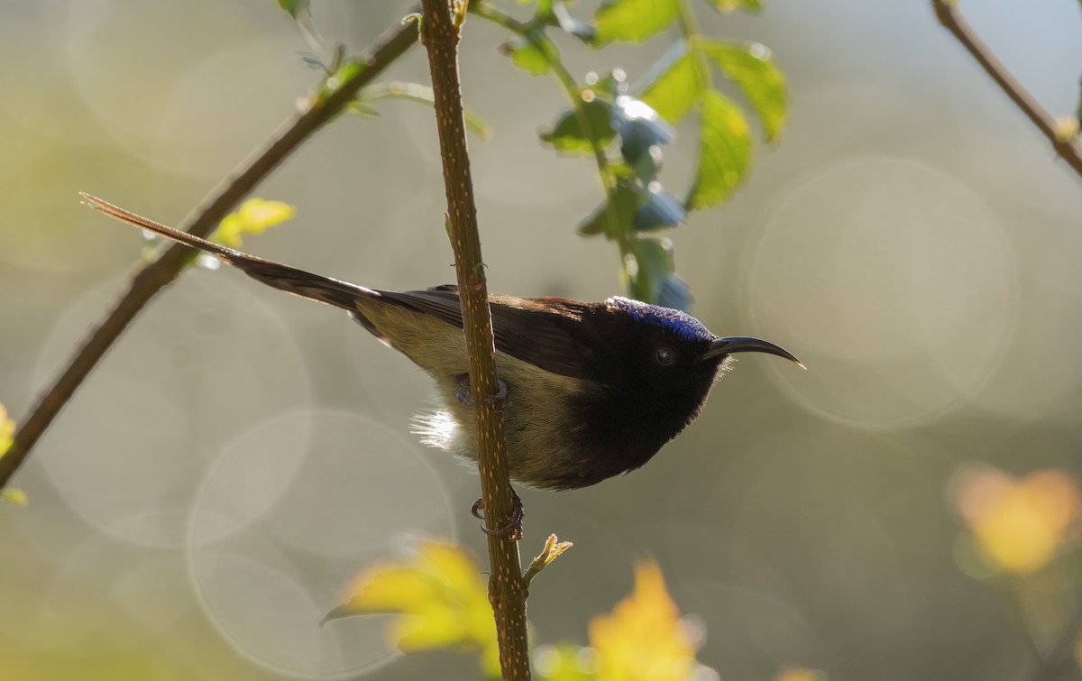 Black-throated Sunbird - Nirav Raval