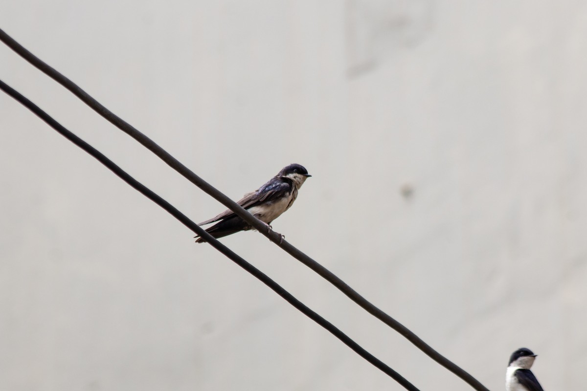 Blue-and-white Swallow - ML285687911