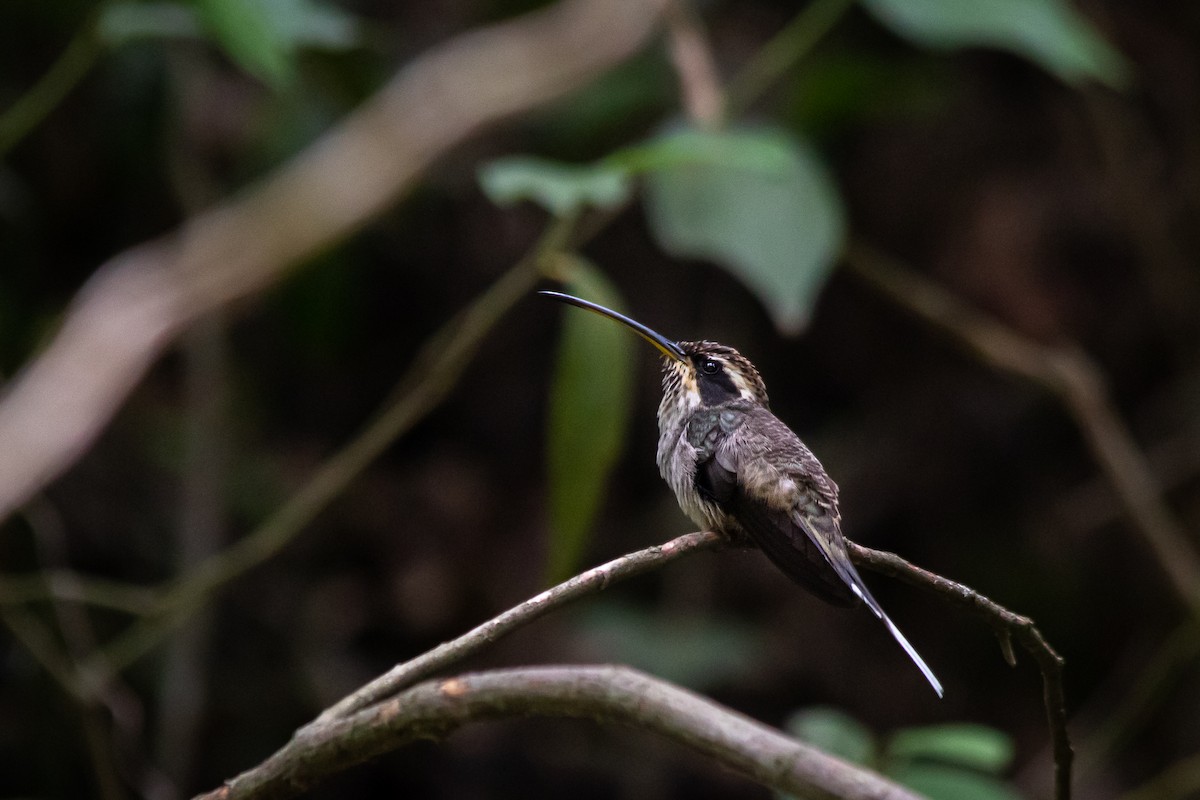 Scale-throated Hermit - ML285693141