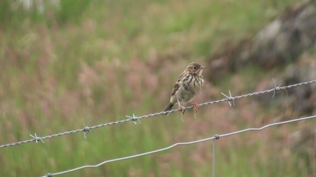 Meadow Pipit - ML285695601