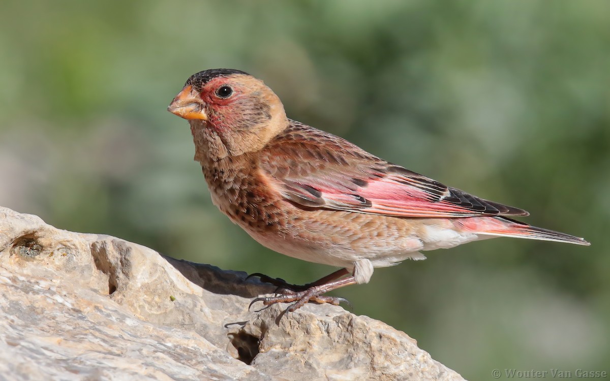 Crimson-winged Finch - ML285696841