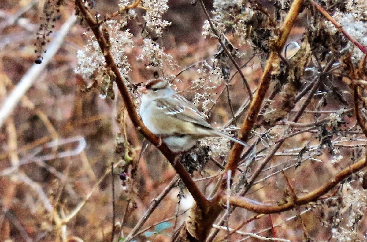 White-crowned Sparrow - ML285697271