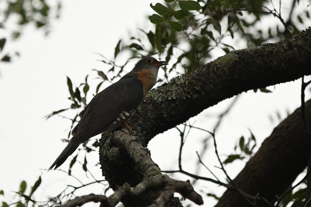 Red-chested Cuckoo - ML285700391