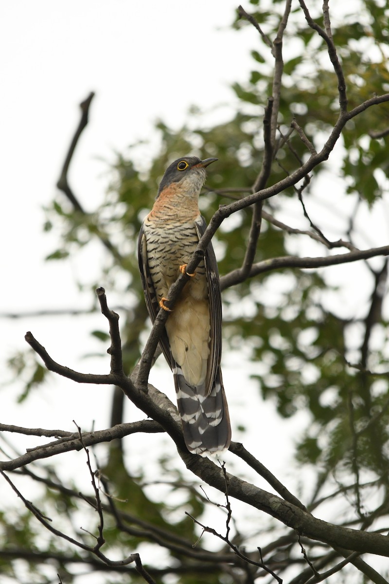 Red-chested Cuckoo - graham cochrane