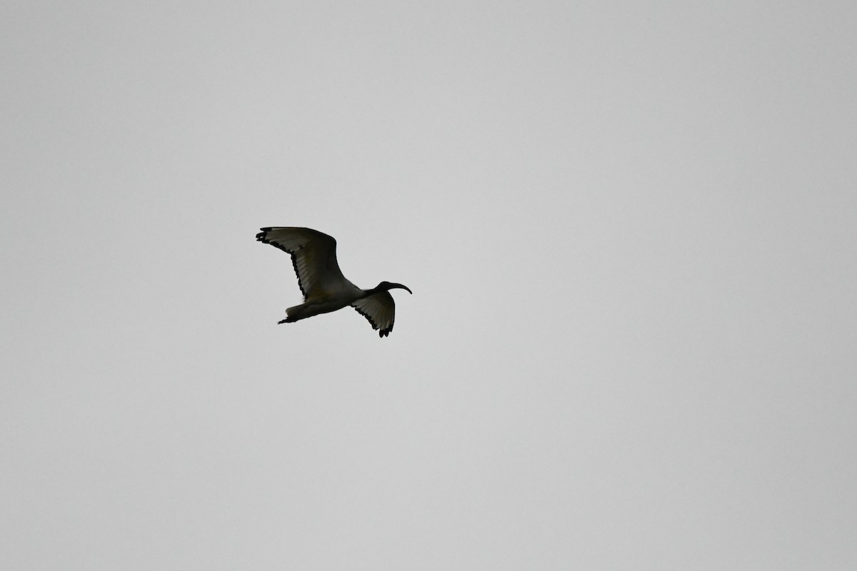 ibis posvátný - ML285700511