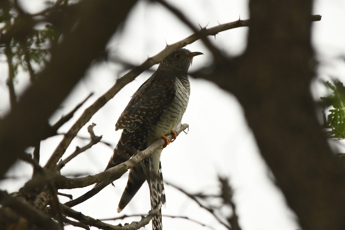 African Cuckoo - graham cochrane