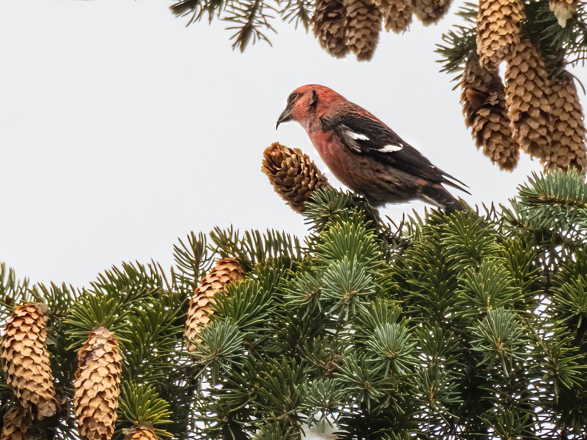 White-winged Crossbill - Danielle  A