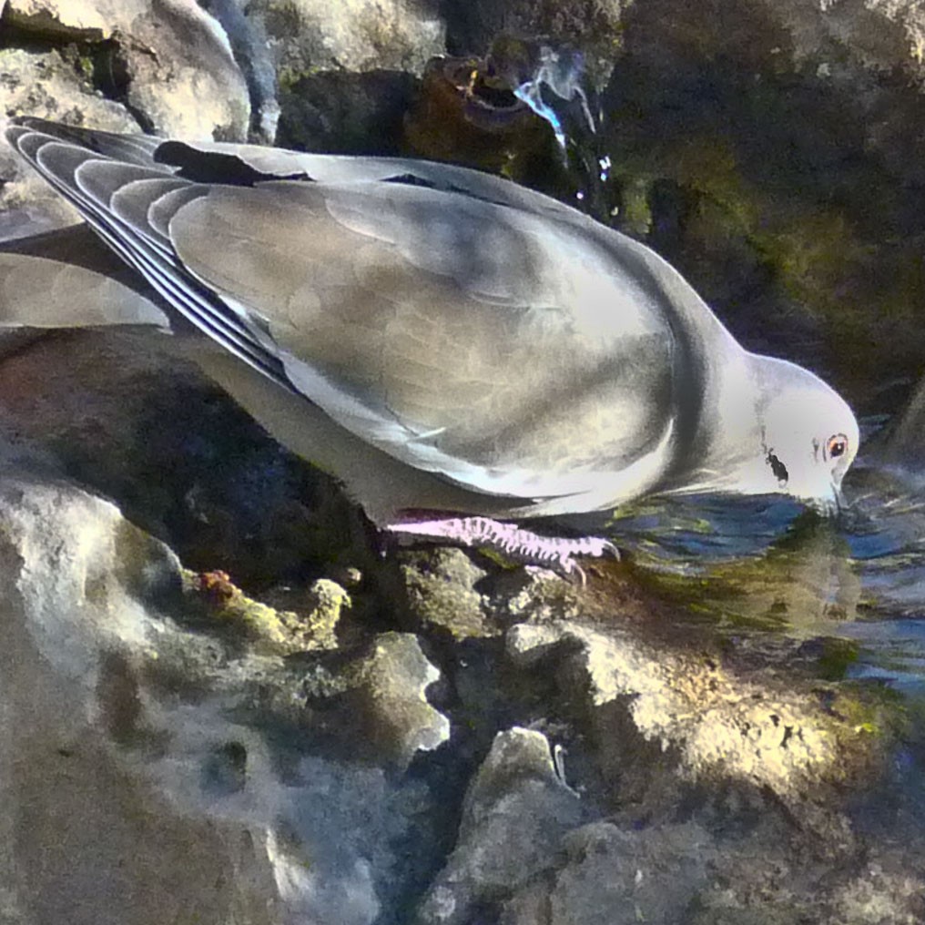 White-winged Dove - ML285709721