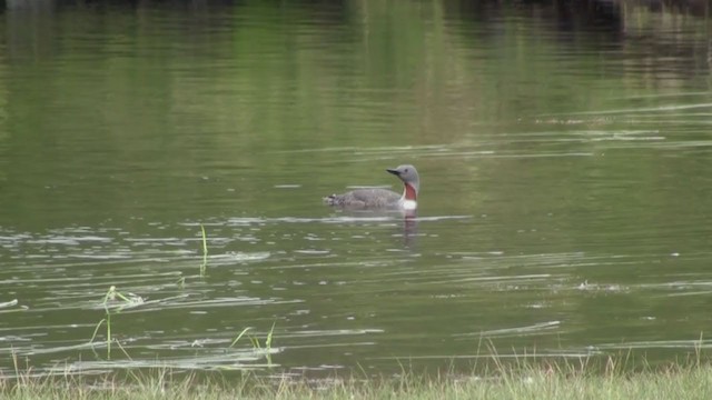Red-throated Loon - ML285713681