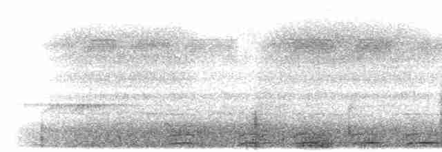 Weißkehl-Ameisendrossel - ML285715