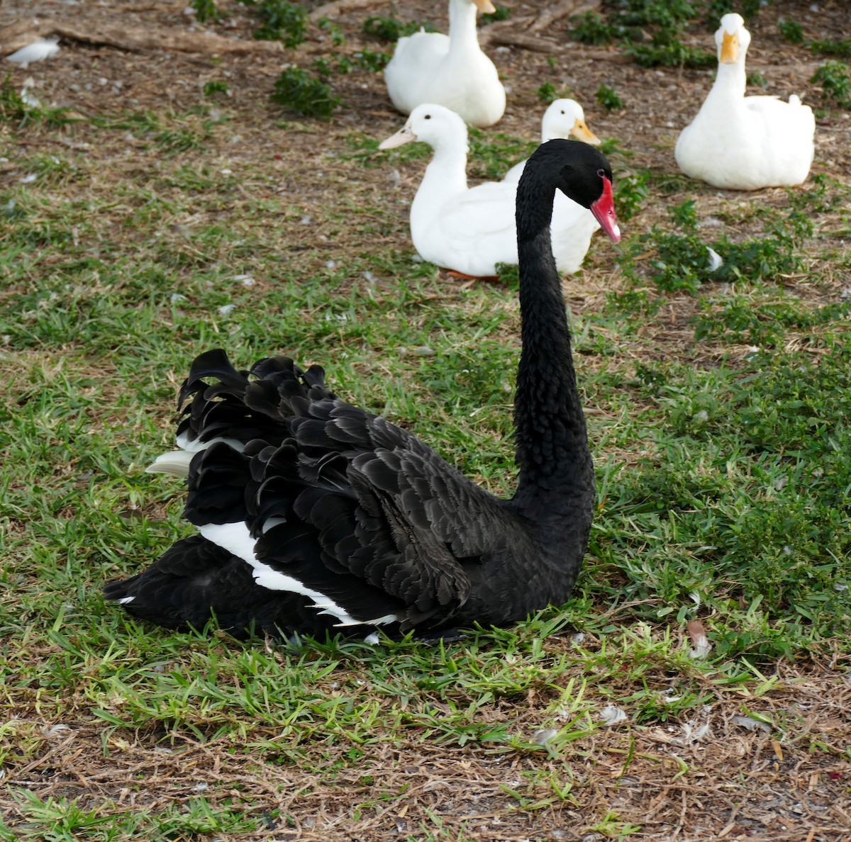 Black Swan - Ron Smith