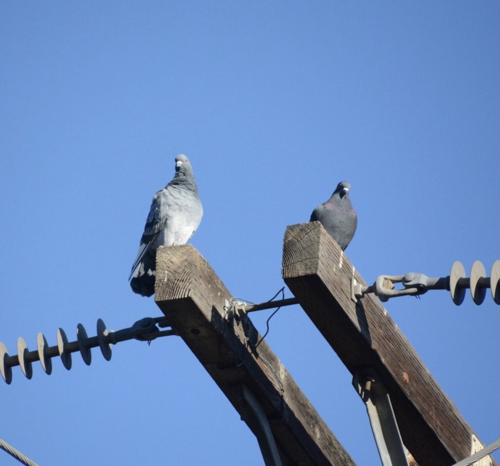 Rock Pigeon (Feral Pigeon) - ML285728201