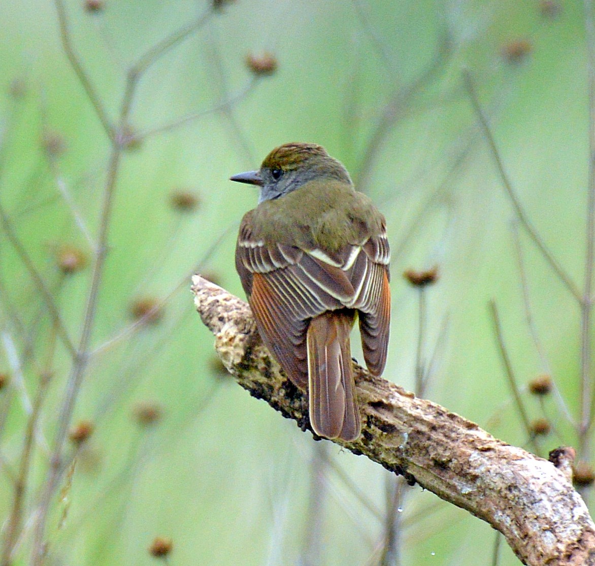 Great Crested Flycatcher - ML28572971