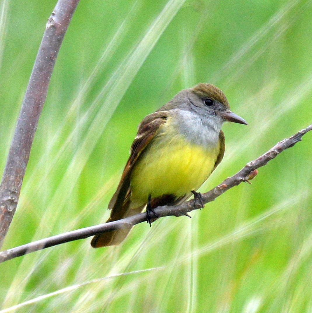 Great Crested Flycatcher - ML28572981