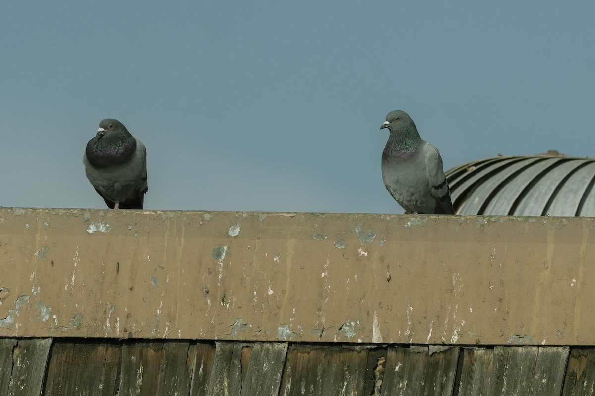 Rock Pigeon (Feral Pigeon) - James McNamara