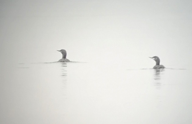 Red-throated Loon - ML285733721