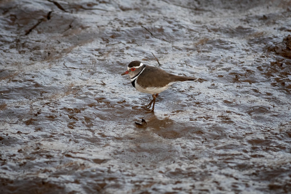 Three-banded Plover - ML285734391