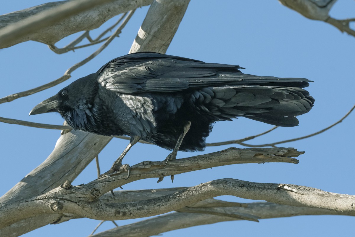 Common Raven - James McNamara
