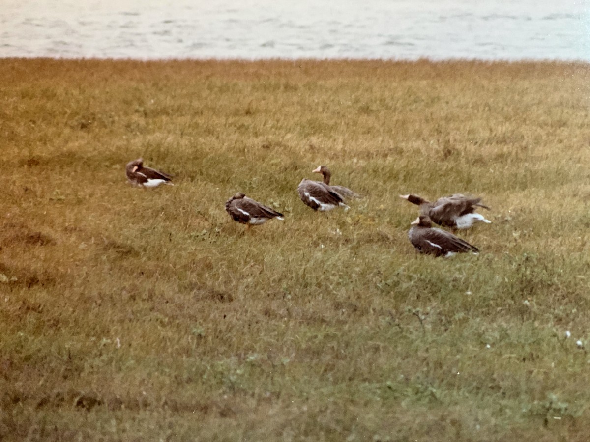 Greater White-fronted Goose - ML285743021