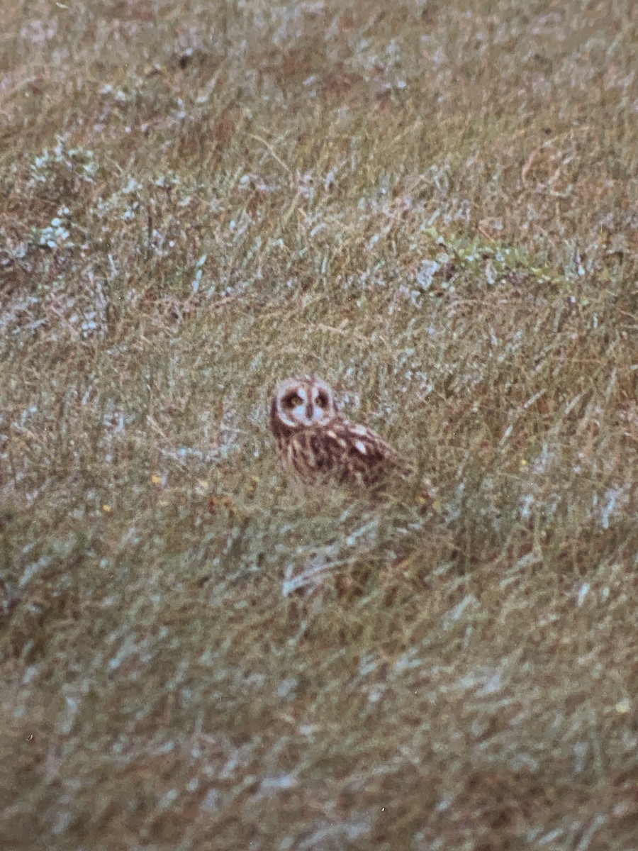 Short-eared Owl - ML285744421