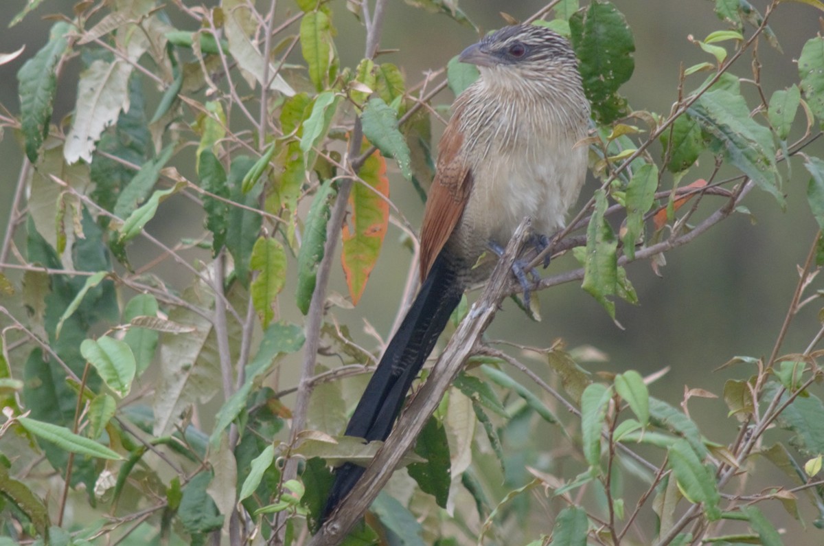 White-browed Coucal - Miles Tomlinson