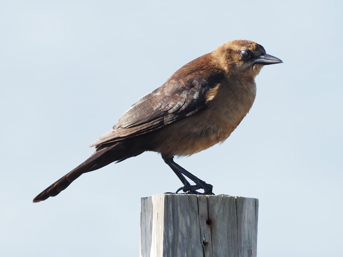 Boat-tailed Grackle - ML285752891