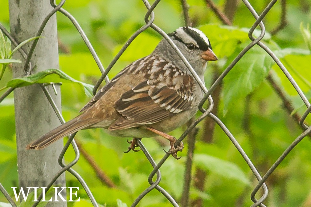 White-crowned Sparrow - John Wilke