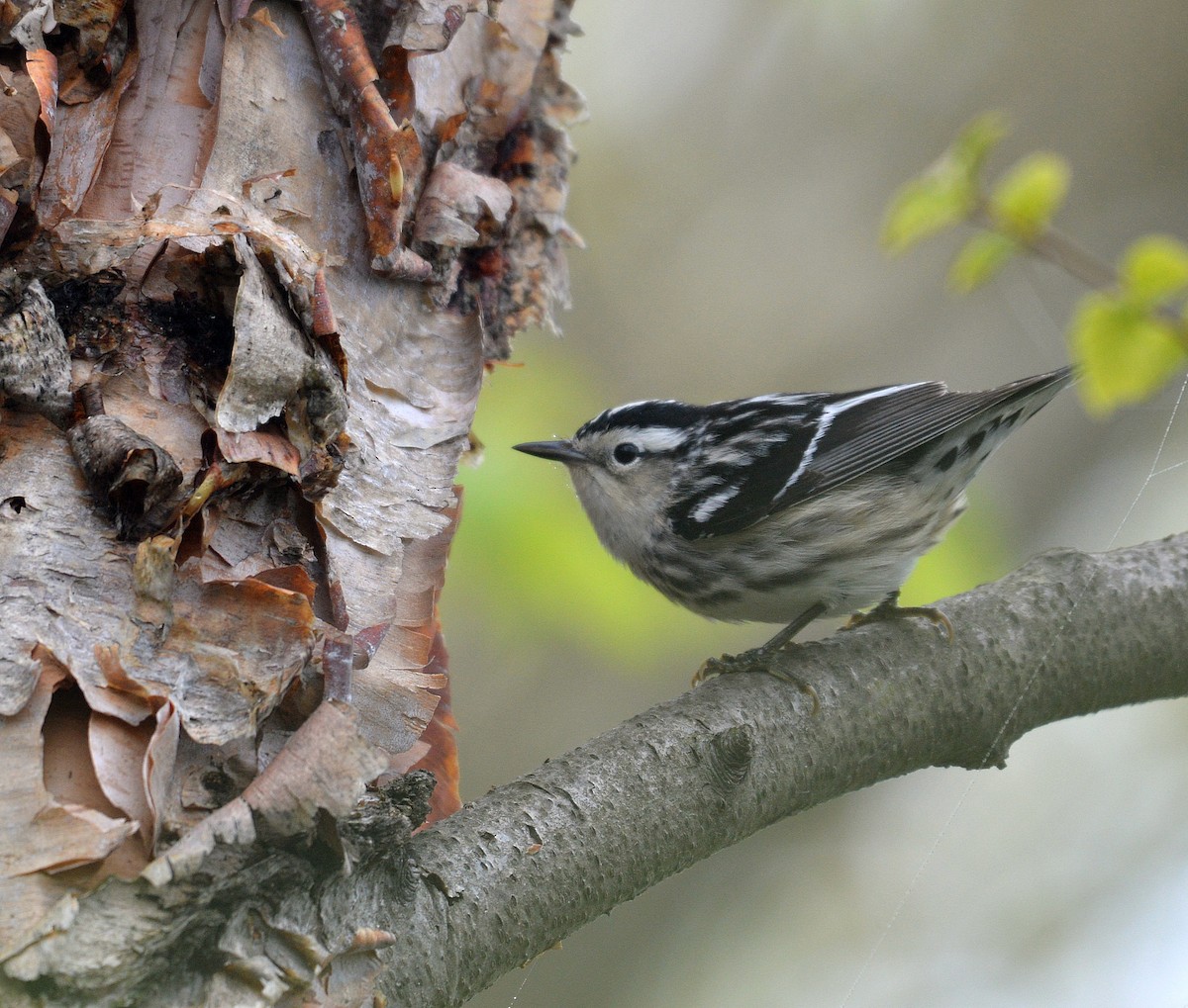 Black-and-white Warbler - ML28575821
