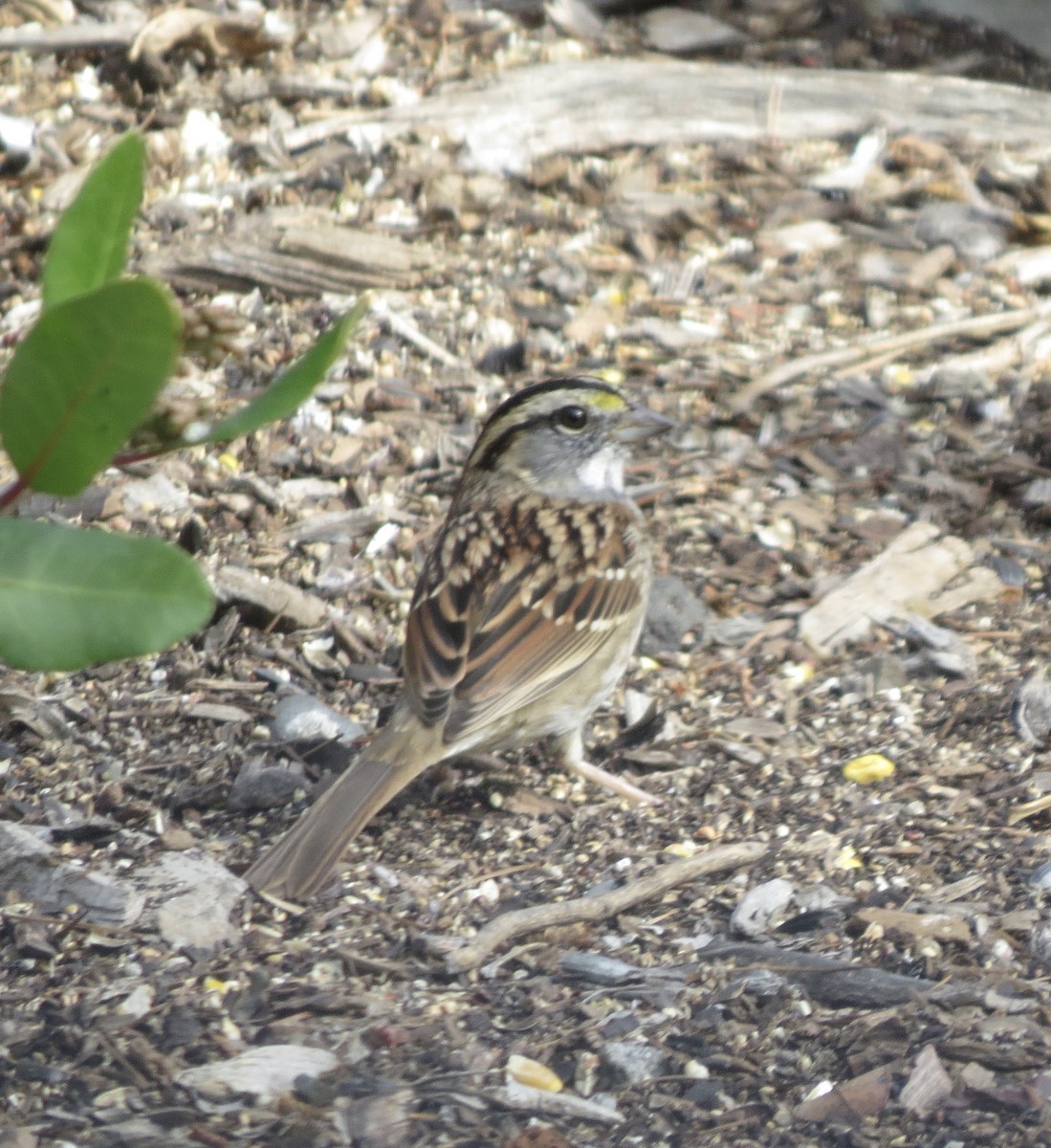 White-throated Sparrow - ML285767301