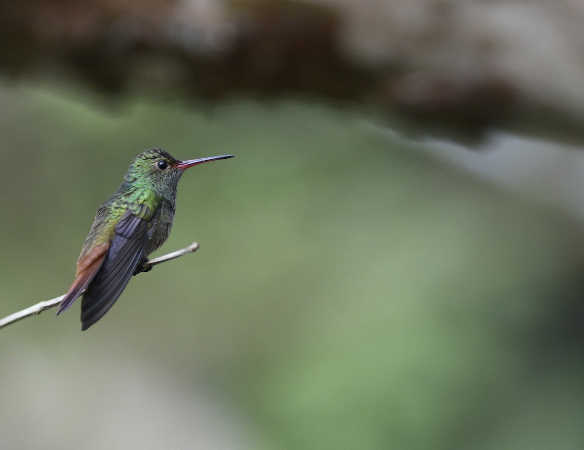 Rufous-tailed Hummingbird - ML285767351