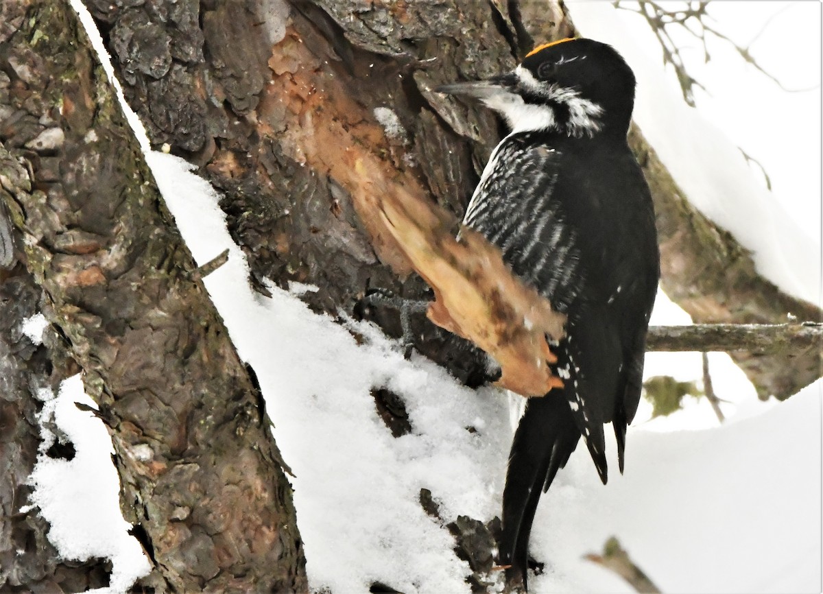Black-backed Woodpecker - ML285768031