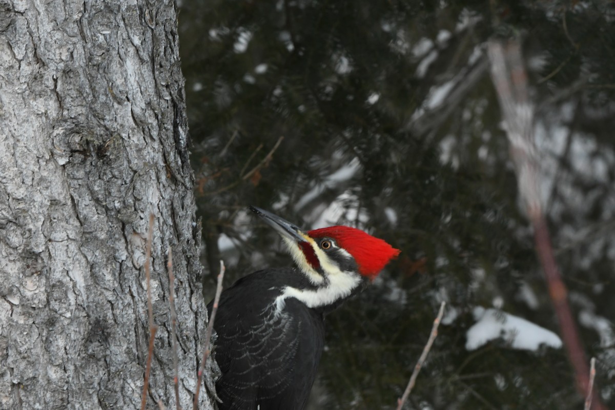 Pileated Woodpecker - Francois Dubois