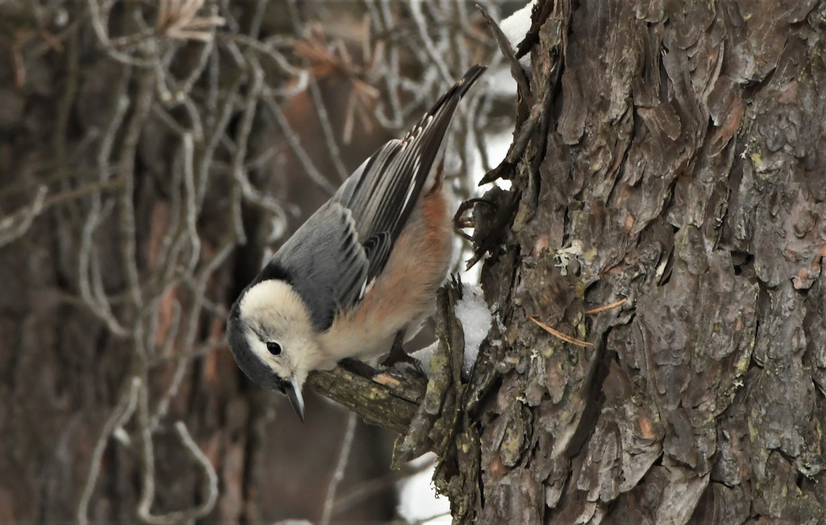 White-breasted Nuthatch - ML285768171