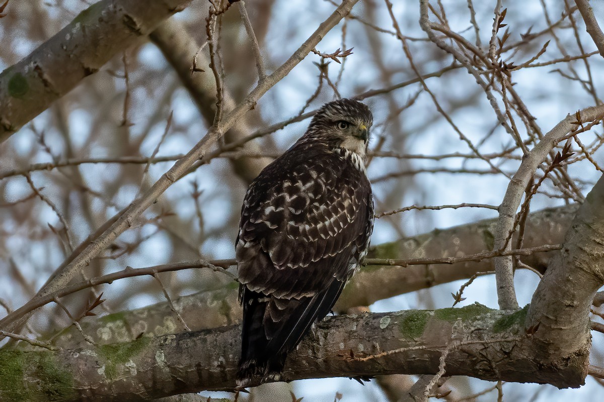 Red-tailed Hawk - ML285775561