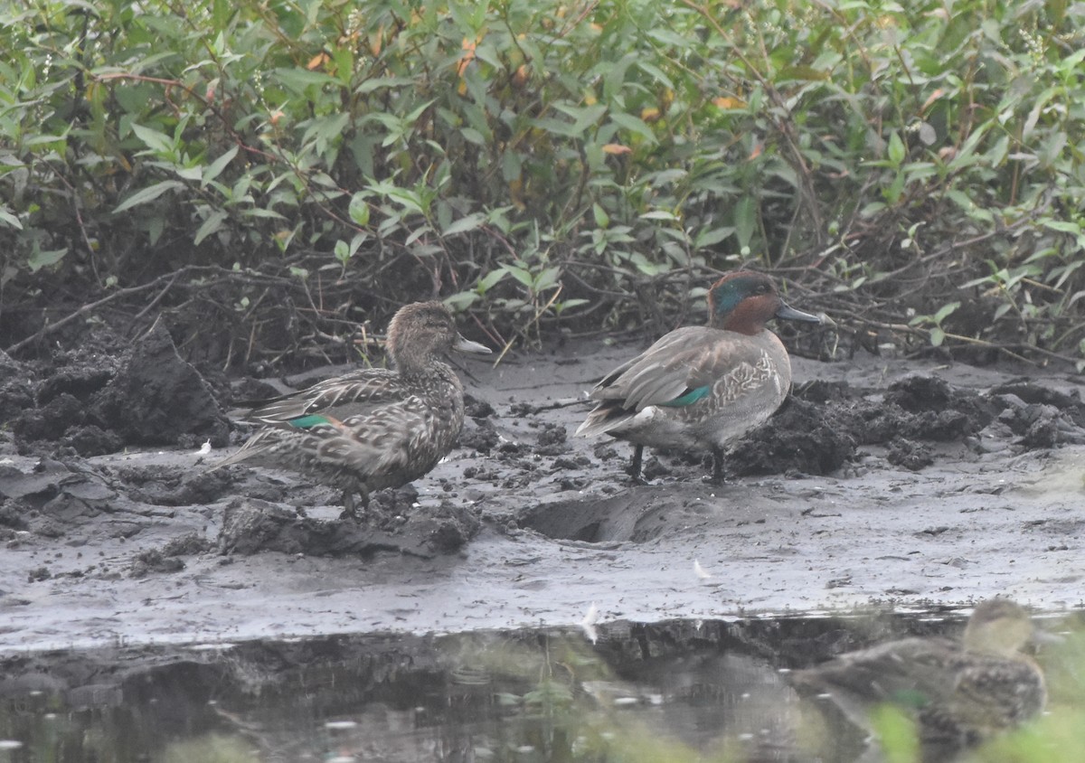 Green-winged Teal - ML285779091