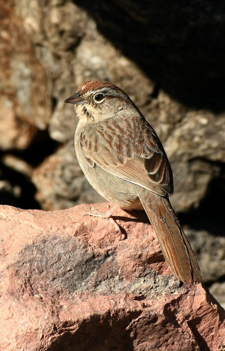 Rufous-crowned Sparrow - Tony Battiste