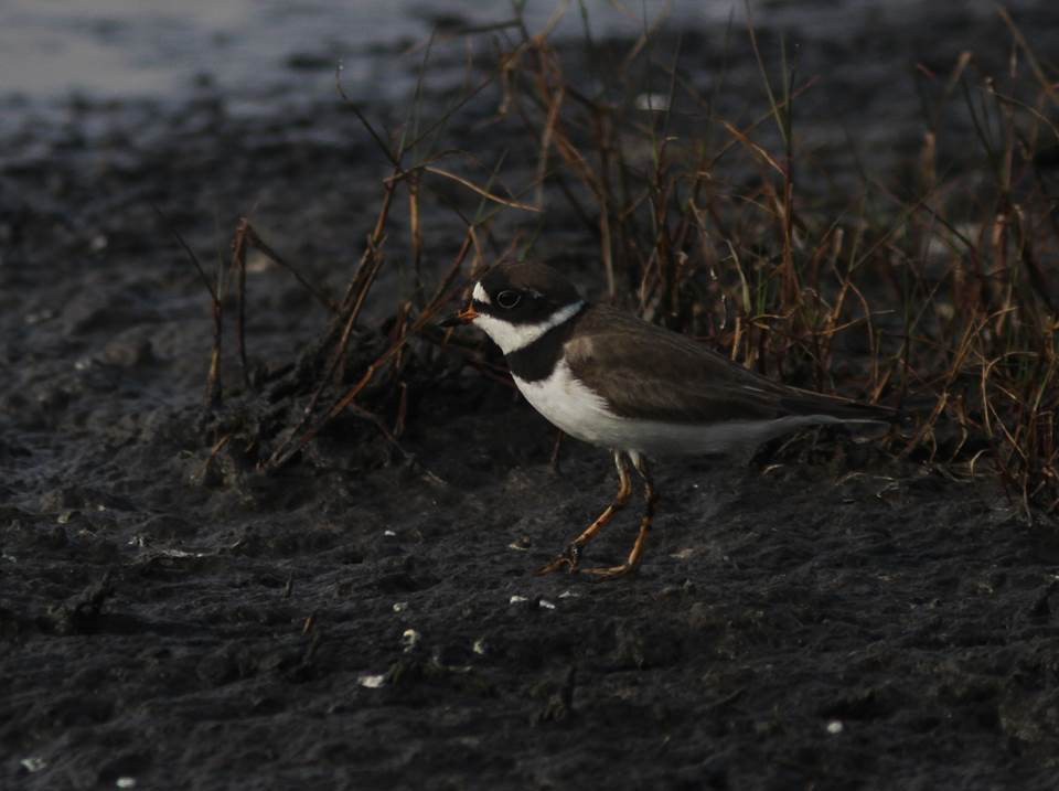 Semipalmated Plover - Paul Marvin