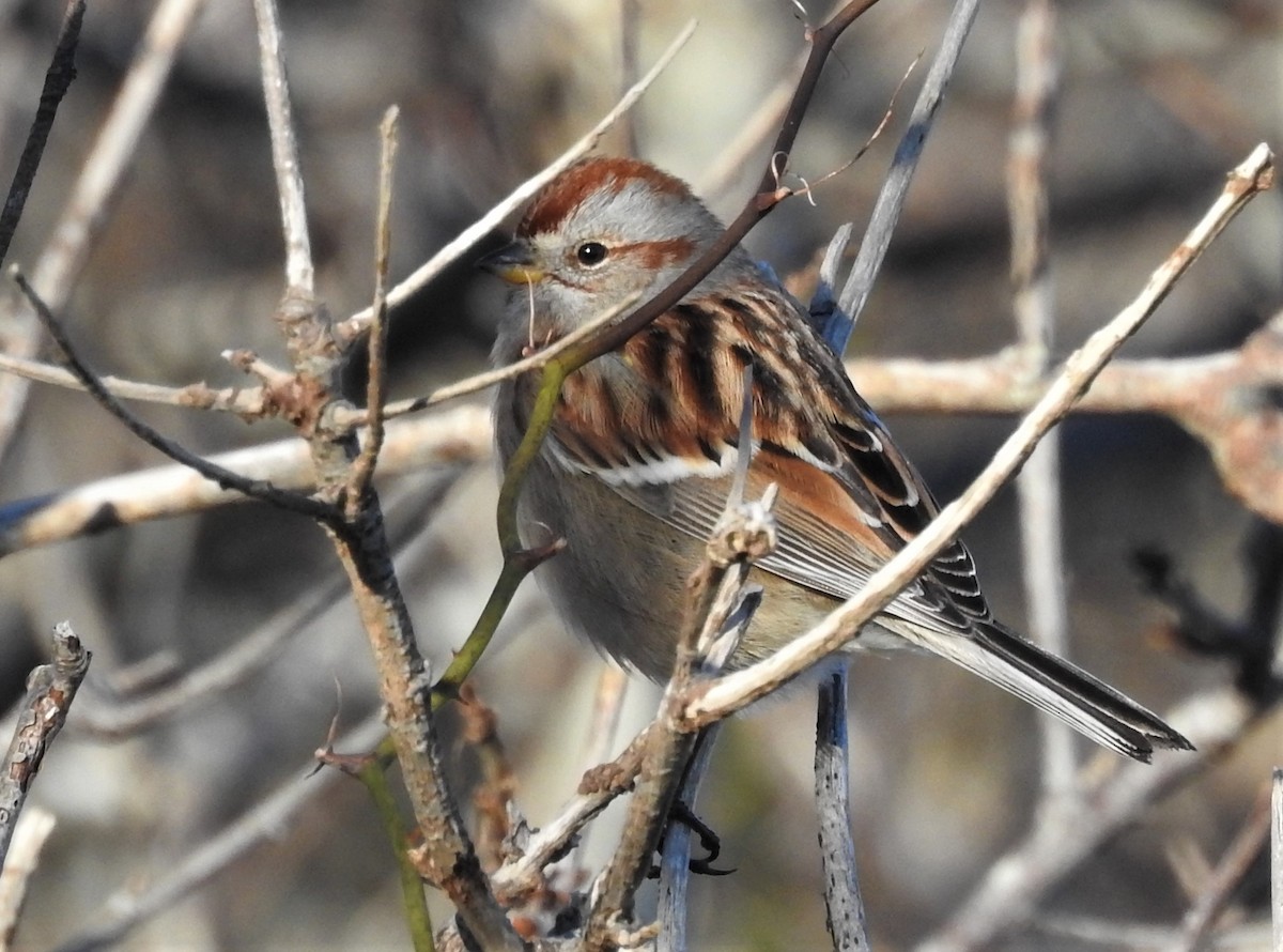 American Tree Sparrow - Carol Baird Molander
