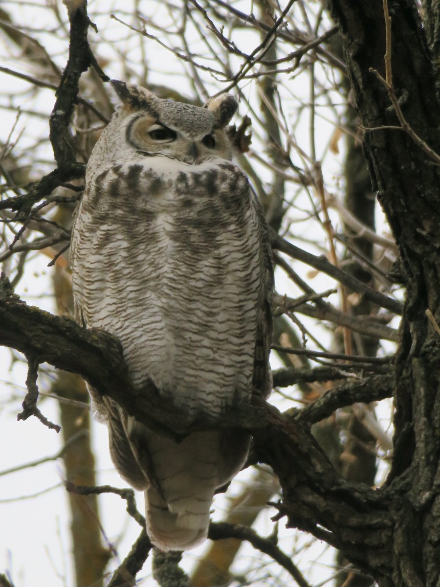Great Horned Owl - Shelagh Parken