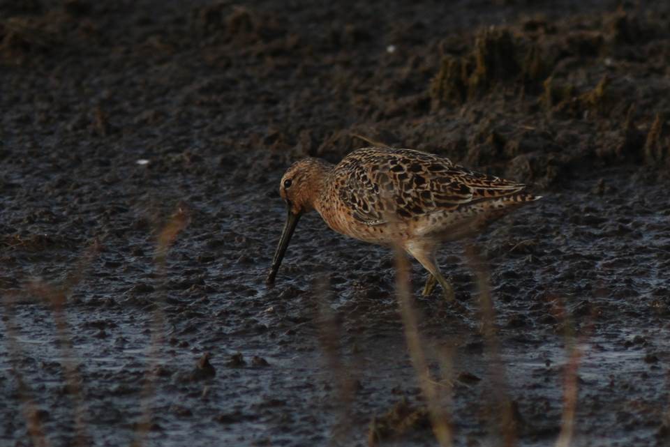 Short-billed Dowitcher - Paul Marvin