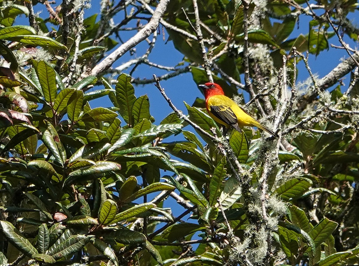 Red-hooded Tanager - ML285790761
